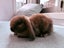 Mini lop bunny rabbits Carousel 20