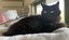 Monkey female 3 yrs Cat Care Loburn/CHCH Carousel 1