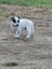 Blue healer cross puppies Carousel 14