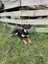 12 month Huntaway female Carousel 1