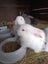 Flemish Giant kits Carousel 3