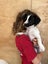 Gorgeous Puppies- Poodle Foxy x Maltese Jack Russell Carousel 9