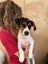 Gorgeous Puppies- Poodle Foxy x Maltese Jack Russell Carousel 10