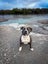 Bizzy - stunning Purebred XL American Bully papered, 1 year old Carousel 3