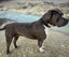 Bizzy - stunning Purebred XL American Bully papered, 1 year old Carousel 4