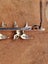 Victorian 9ct Gold Swallows & Seed Pearls Brooch 1.36gm Carousel 7