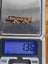 Victorian 9ct Gold Swallows & Seed Pearls Brooch 1.36gm Carousel 12