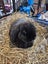 Bonded Pair of Minilop Rabbits Carousel 3
