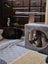 Bonded Pair of Minilop Rabbits Carousel 4