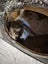 Bonded Pair of Minilop Rabbits Carousel 5
