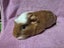Healthy Baby Guinea Pigs Carousel 5