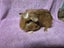 Healthy Baby Guinea Pigs Carousel 7