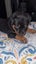 Rottweilers puppies Carousel 1
