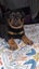 Rottweilers puppies Carousel 3