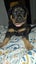 Rottweilers puppies Carousel 5