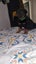Rottweilers puppies Carousel 4