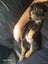 Rottweilers puppies Carousel 10