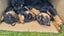 Rottweilers puppies Carousel 11