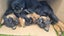 Rottweilers puppies Carousel 12