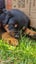 Rottweilers puppies Carousel 13