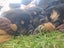 Rottweilers puppies Carousel 14