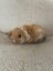 Pure Bred Mini Lops Carousel 1