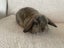 Pure Bred Mini Lops Carousel 2