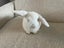 Pure Bred Mini Lops Carousel 3