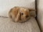 Pure Bred Mini Lops Carousel 4