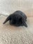 Pure Bred Mini Lops Carousel 5
