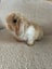 Pure Bred Mini Lops Carousel 6