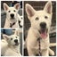 Pound Paws Rescue - Nanook, Christchurch Carousel 1