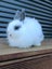 Adorable Purebred Baby Bunnies Carousel 3