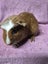 Healthy Baby Guinea Pigs Carousel 9