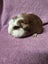 Healthy Baby Guinea Pigs Carousel 10