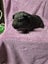 Healthy Baby Guinea Pigs Carousel 11
