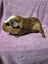 Healthy Baby Guinea Pigs Carousel 12