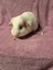 Healthy Baby Guinea Pigs Carousel 13