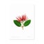 Floral Pohutukawa A3 Print Carousel 1