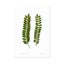 Flora Kowhai Leaves A3 Print Carousel 1