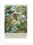 NZ Native Birds A3 & A2 Prints Carousel 1