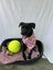 Hufflepuff-Pukekohe Adoption Centre Carousel 5
