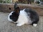 Flemish Giant Rabbits Carousel 2