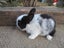 Flemish Giant Rabbits Carousel 4