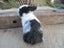 Flemish Giant Rabbits Carousel 6
