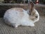 Flemish Giant Rabbits Carousel 8