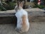 Flemish Giant Rabbits Carousel 9