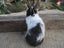 Flemish Giant Rabbits Carousel 10