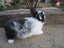 Flemish Giant Rabbits Carousel 11