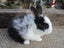 Flemish Giant Rabbits Carousel 12
